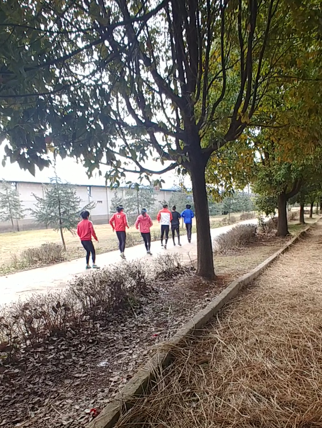 LORIS WORD.png2.jpg3 (2)3